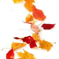 Autumn leaves