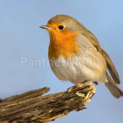 robin