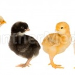 Five yellow chicks and one chick black 