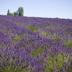 Lavender Farm