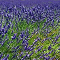 lavender field