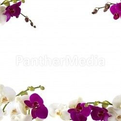 Orchid Frame