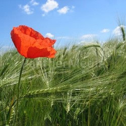 poppy on the field