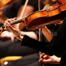 viola
