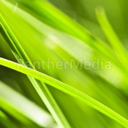 Green grass background