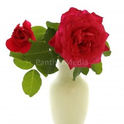 Red roses in a vase