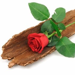 rose on tree bark