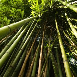 Bamboo trees