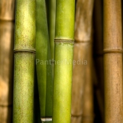Bamboo shoots