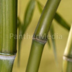 bamboo