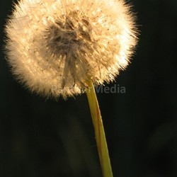 luminous flower