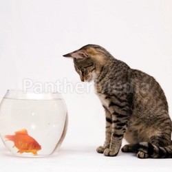 Home cat and a gold fish