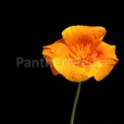 Kalifornischer Mohn - California poppy 07
