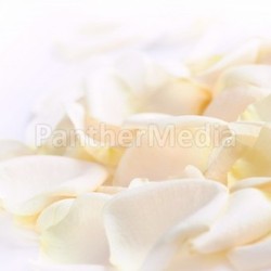 Rose petals
