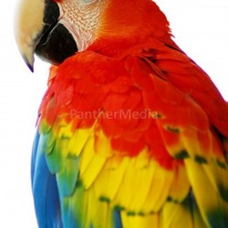 Red Blue Macaw Bird