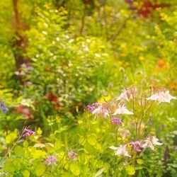 Blumenwiese im Frühsommer