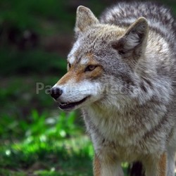 Coyote