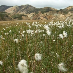 iceland,landmannalaugar wool grass fields