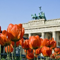 brandenburg gate with tulips