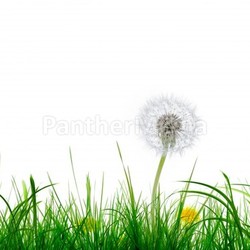 grass and flower
