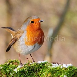 robin