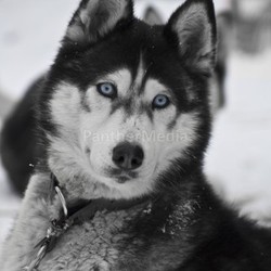 husky
