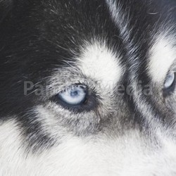 husky