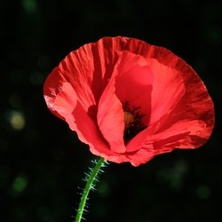 poppy