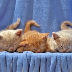kittens