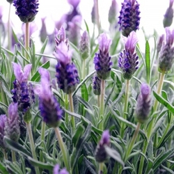 lavender