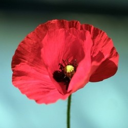 poppy