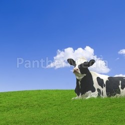 Black and white cow