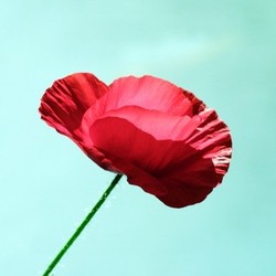 poppy