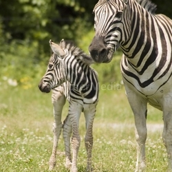 Zebras