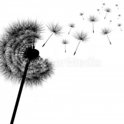 pusteblume