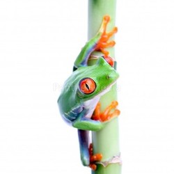 frog on bamboo isolated