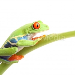 frog on stem isolated