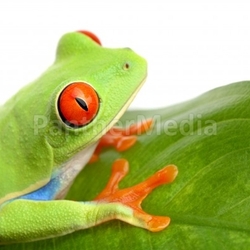 frog on a leaf isolated white
