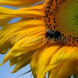 sunflower with bee