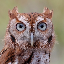 Eastern Screech-Owl (Megascops asio)