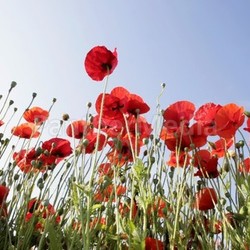 poppies