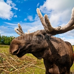 moose