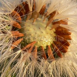 colors grass colours vertrocknet autumn stalk gold
