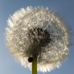 pusteblume 05