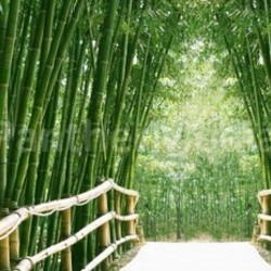 bamboo avenue