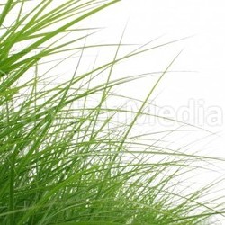 grashalme