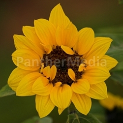 Sonnenblume