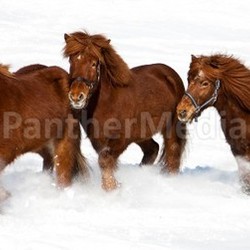 horses in the snow