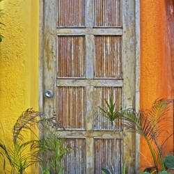 Bamboo Door and Plants