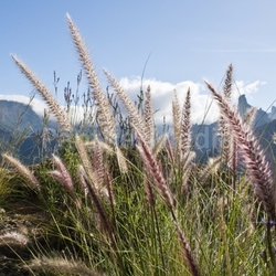federborstengras (pennisetum setaceum)